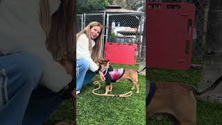 Video preview image #1 Chihuahua-Unknown Mix Puppy For Sale in Pasadena, CA, USA