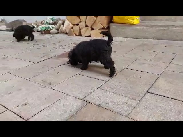 Schnauzer Miniatura cachorro en venta