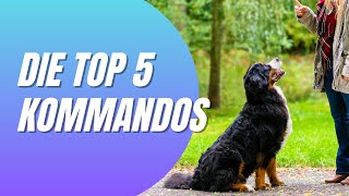 Top 5 Kommandos, die jeder Hund beherrschen sollte - Hundeerziehung & Training