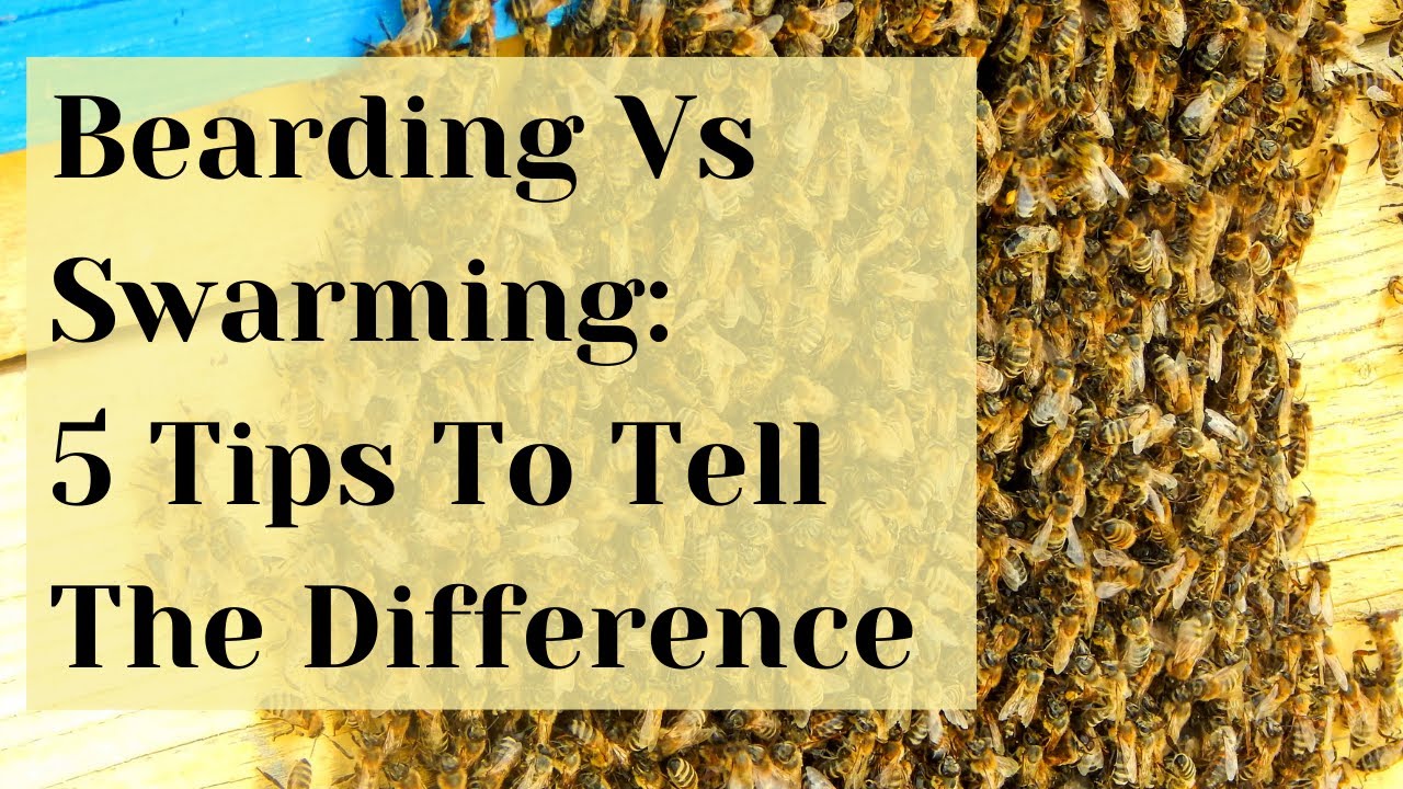 Bearding Vs Swarming: How To Tell The Difference | Busy Beekeeping