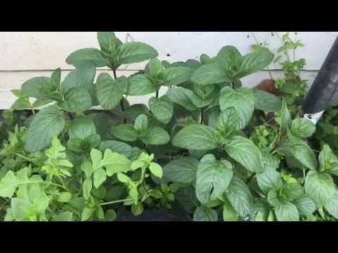 Agua fresca  de pepino con menta