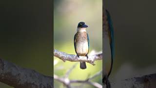 Download lagu Suara Burung Kingfisher Suci 4K | Panggilan Todiramphus sanctus yang Jernih | Identifikasi Kingfisher Instan mp3