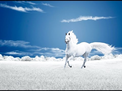 Behold A White Horse (A fresh look at Revelation Ch. 19, by Mitch Chase)