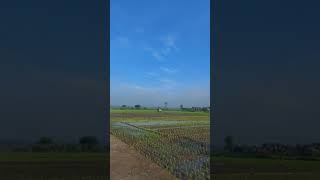 Download lagu Good morning #shorts #shortsvideo #sawah #padi #petani #petaniindonesia #statuswa #jalanjalan mp3 Download lagu Good morning #shorts #shortsvideo #sawah #padi #petani #petaniindonesia #statuswa #jalanjalan mp3