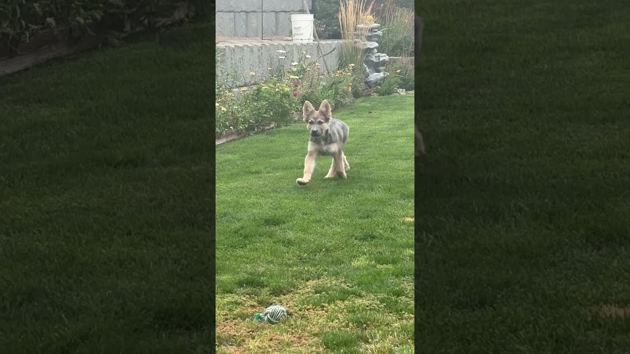 Enlarge Isla, a Adoptable Mixed Breed in Cashmere, WA video 5/5