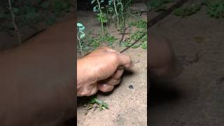 Download lagu Boing catch frogs funny |froggy catchfunny wep wep |funny froggy#shorts🔥 mp3 Download lagu Boing catch frogs funny |froggy catchfunny wep wep |funny froggy#shorts🔥 mp3