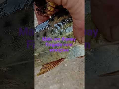 represa maua curiuva pr