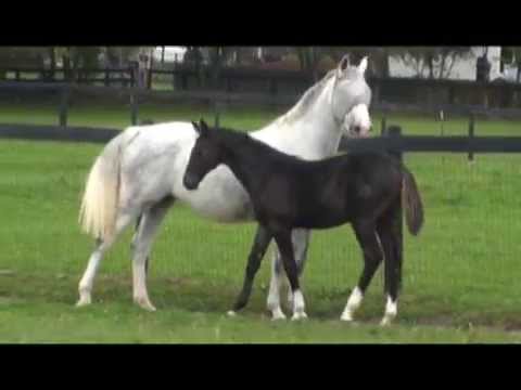 Fiji Moon "Diarado X Cassini I 2013 filly" video 2