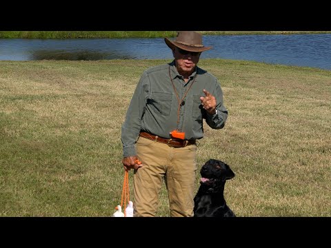 3 Bumper Fetch Drill