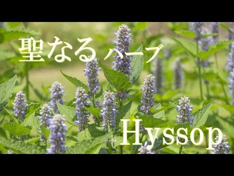 ヒソップについて詳しく解説