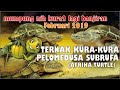 PROJECT BREEDING TERNAK KURA KURA PELOMEDUSA SUBRUFA AFRIKA TURTLE