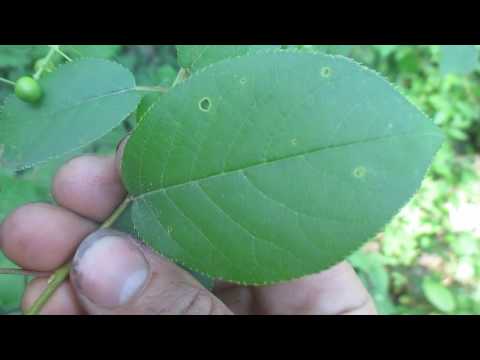 download lagu mp3 mp4 Chokecherry Tree, download lagu Chokecherry Tree gratis, unduh video klip Chokecherry Tree