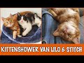 En de meest schattige kittens zijn geworden... | DierenpraatTV