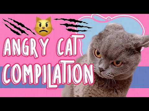 Funny Angry Cats Compilation 😾😹| Angry But Extremely Cute Cats 🐈