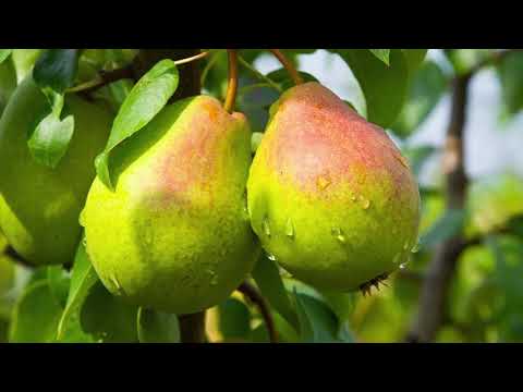 Reč struke ep. 163 20.03.2018. - Promene u voćarstvu i nove tehnologije