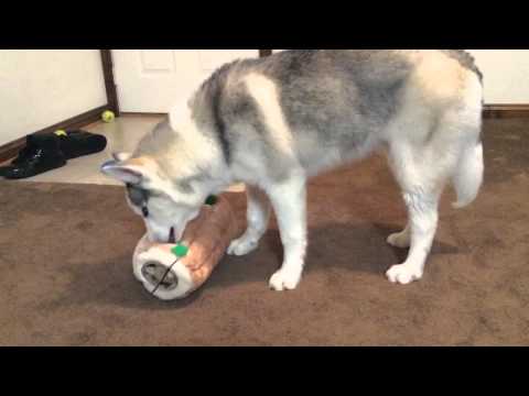 download lagu mp3 mp4 Outward Hound Hide A Squirrel Ginormous, download lagu Outward Hound Hide A Squirrel Ginormous gratis, unduh video klip Outward Hound Hide A Squirrel Ginormous