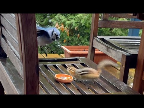 Chipmunk and Blue jay arguing.