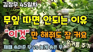 김장무45일차 무잎 따면 안되는 이유 "이것" 만 해줘도 무가 크게 잘자랍니다 무우웃거름주기 칼슘비료 무우추…
