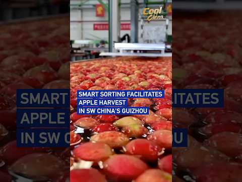Smart sorting facilitates apple harvest in SW China's Guizhou