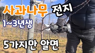 5가지만 알면 사과나무 전지 !! 1~3년생 가지치기 꿀팁