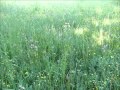 Abraham HIcks - Create Perfect Body Cells