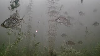 Ice Fishing with MY KIDS - Tons of Fish!