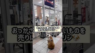 ①セカストで査定待ちのブルドッグ🐶#short#ブルドッグ #犬のいる暮らし