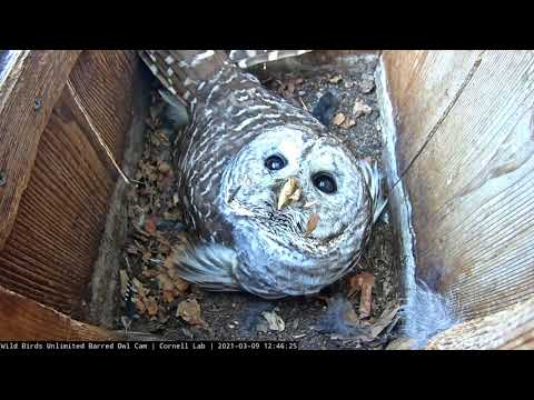 Female Barred Owl Peers Into The Camera – March 9, 2021