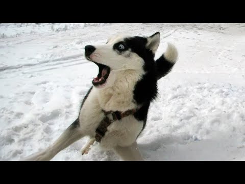 Je mourrais de rire pour ces chiens les plus drôles.