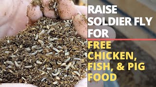 How to Start a Black Soldier Fly Bin: Food, Care, Design