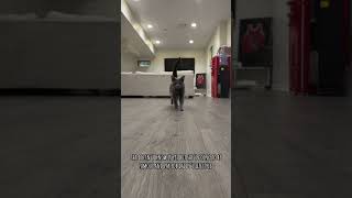 Look at that catwalk 😂 #cat #catvideos #kitten #catdad #catshorts #catlovers #viralvideo #mycat