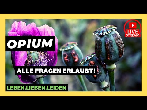 OPIUM I Alle Fragen erlaubt! I DRUGTALK 150