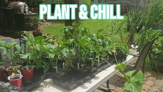 Plant & Chill