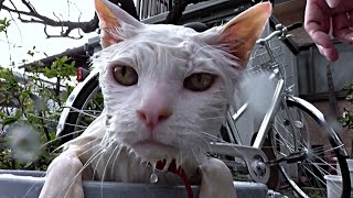 【地域猫】猫洗い日和～ヤサグレハク「良きかな良きかな・・・」～【魚くれくれ野良猫】