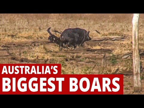 Australia's Biggest Boars - Tough dogs, big hogs
