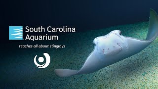 Varsity Tutors’ StarCourse - Sensational Stingrays with the SOUTH CAROLINA AQUARIUM