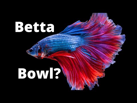YouTube video about: How long can a betta fish live in a cup?