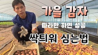 휴면타파 필요 없다 가을 감자 쉽게 싹띄우는법 가을 감자 재배법