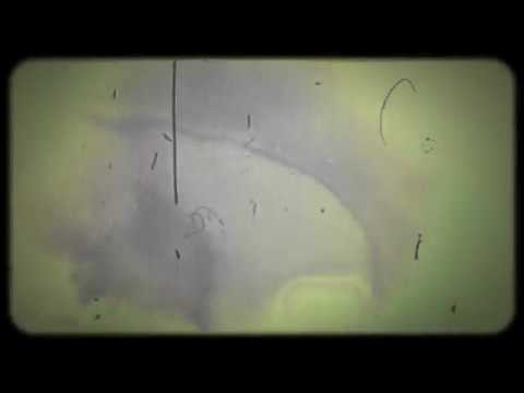 [VAR025] Distra - Impetus Loop