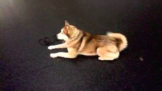 preview picture of video '1 year old Husky Mix Denali - Dog Training Charlotte North Carolina'