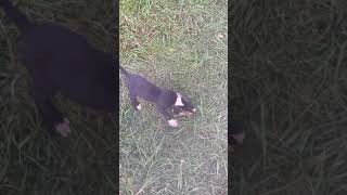 Grand Basset Griffon Vendeen Puppies Videos