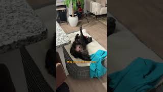 Rescue Dog Meets His Real Dad After A DNA Test | The Dodo