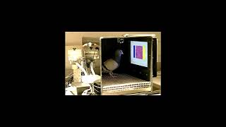 Meditation in a Small Space [Full Album]