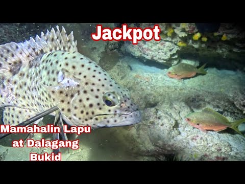 Ep 658 mamahalin Lapu at Dalagang Bukid night spearfishing Philippines 