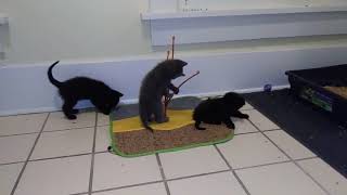 Kitten Battle With Play Mat and Momma's Tail