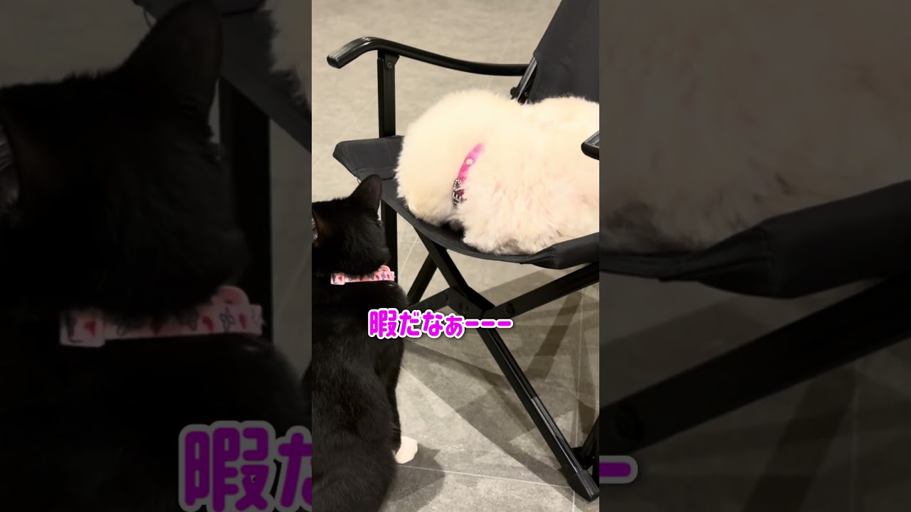 兄犬が遊んでくれなくて強行手段に出る猫