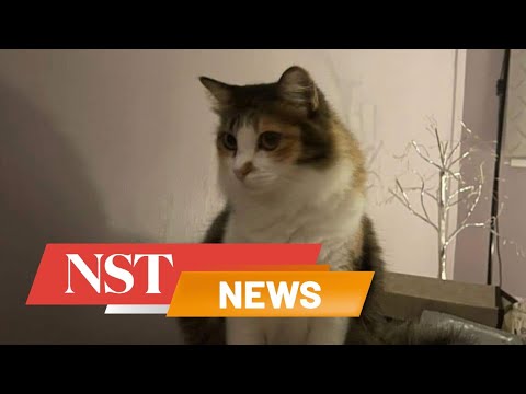 Mystery of missing cat solved as CCTV footage shows culprit to be clouded leopard