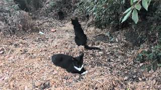 Stray Kittens Living at the Park