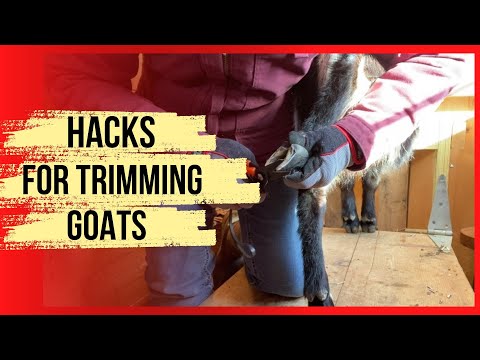 , title : 'WHAT YOU MUST KNOW ABOUT TRIMMING GOAT HOOVES | Tips and supplies'