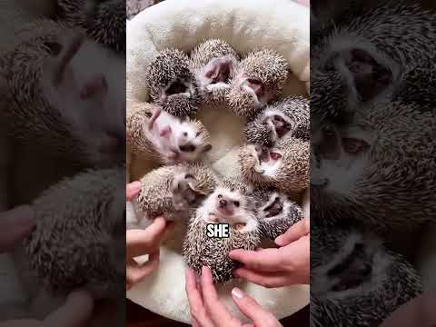Fine, you’re my human now #youtubeshorts #animals #cute #pets #hedgehog #facts